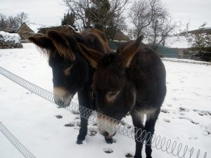 Actividades Lucillo